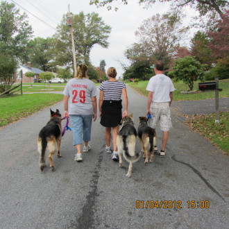walking the dogs